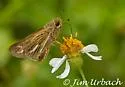 Salt Marsh Skipper - Hodges#4116 - photo 4