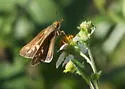 Salt Marsh Skipper - Hodges#4116 - photo 5