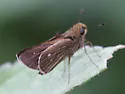 Obscure Skipper - Hodges#4117