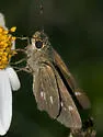 Obscure Skipper - Hodges#4117 - photo 2
