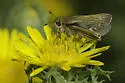 Obscure Skipper - Hodges#4117 - photo 3