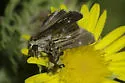 Obscure Skipper - Hodges#4117 - photo 4