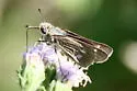 Obscure Skipper - Hodges#4117 - photo 5