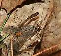 Panorpa acuta