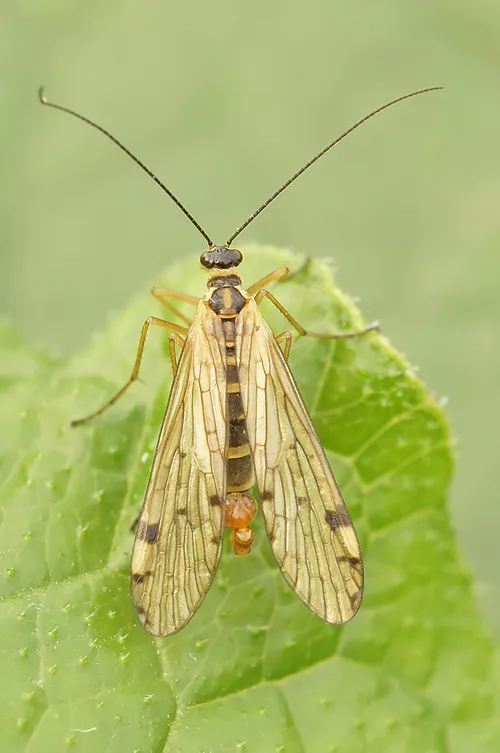 European Alpine Scorpionfly - photo 3