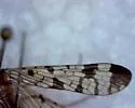 Panorpa anomala