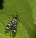 Panorpa carolinensis