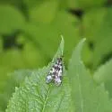 Panorpa carolinensis - photo 2
