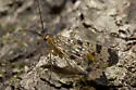 Panorpa claripennis
