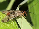 Panorpa claripennis - photo 2