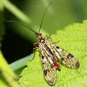 Panorpa claripennis - photo 3