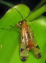 Panorpa claripennis - photo 4