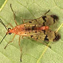 Panorpa claripennis - photo 5