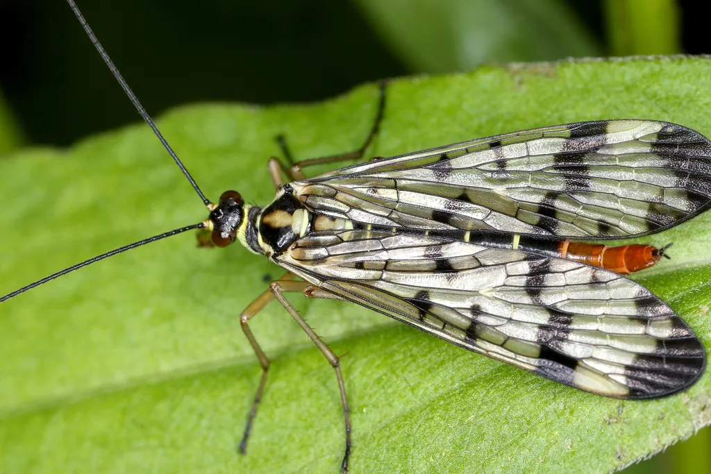 Common European Scorpionfly - photo 2