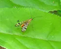 Panorpa cryptica