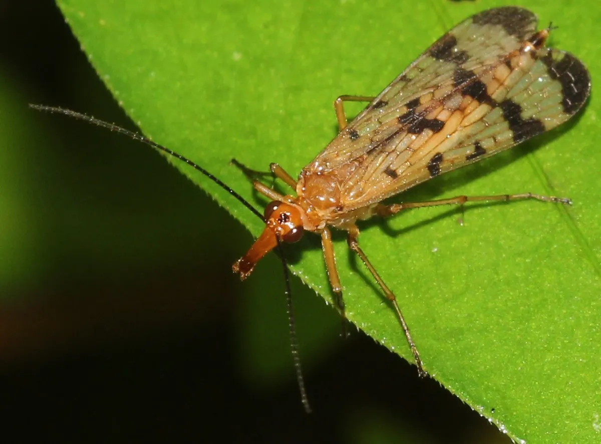 Panorpa debilis - photo 2