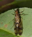 Florida Scorpionfly