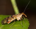 Florida Scorpionfly - photo 2