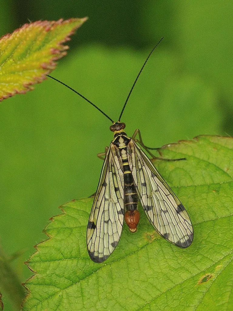 German Scorpionfly - photo 2