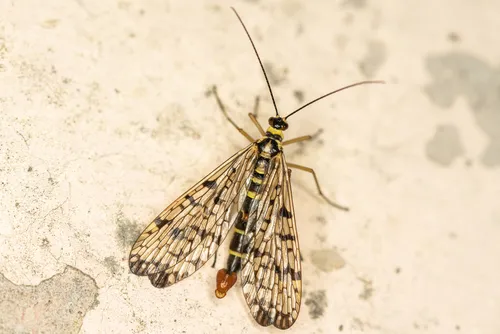 Panorpa hybrida