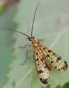 Panorpa isolata
