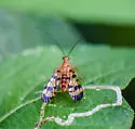 Panorpa isolata - photo 2