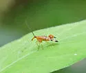 Panorpa isolata - photo 3