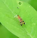 Panorpa isolata - photo 5