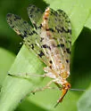 Panorpa latipennis - photo 2