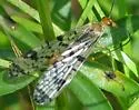 Panorpa latipennis - photo 3