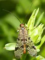 Panorpa latipennis - photo 4