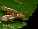Panorpa latipennis - photo 5