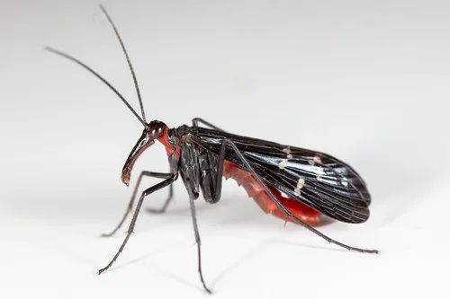 Mourning Scorpionfly - photo 3