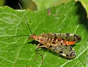 Panorpa maculosa