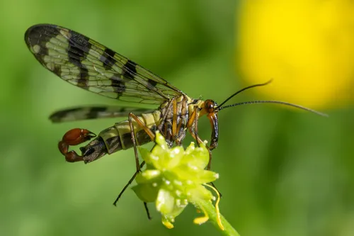 Panorpa meridionalis