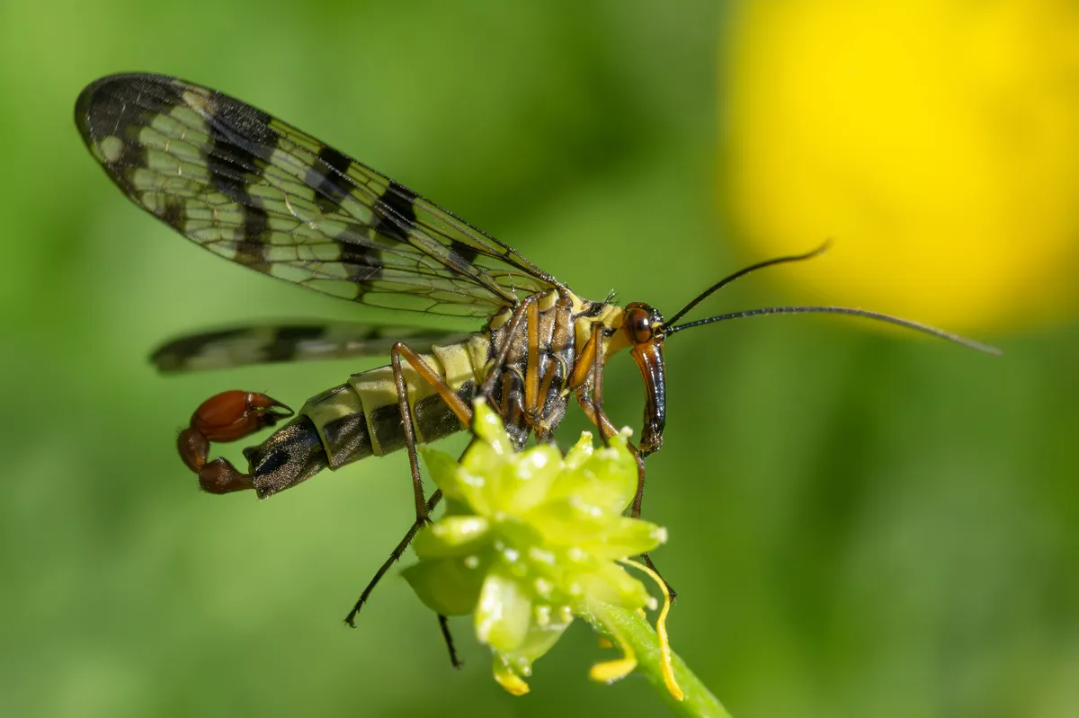 Panorpa meridionalis - photo 2