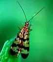 Panorpa mirabilis