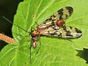 Panorpa mirabilis - photo 2