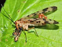 Panorpa mirabilis - photo 5