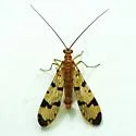 Panorpa neglecta