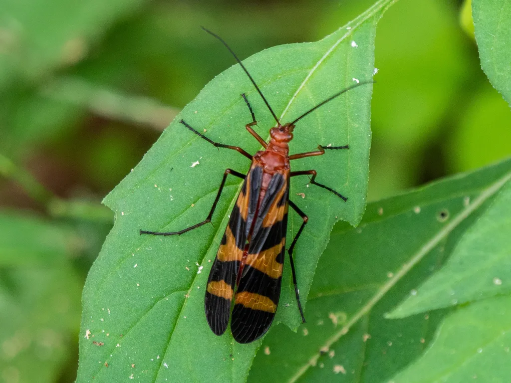 Nuptial Scorpionfly - photo 3