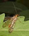 Panorpa palustris