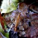 Panorpa palustris - photo 2