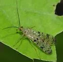 Panorpa possible-cryptica