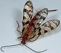 Red Scorpionfly