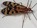 Red Scorpionfly - photo 2