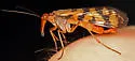 Red Scorpionfly - photo 3