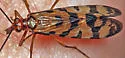 Red Scorpionfly - photo 4