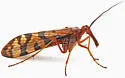 Red Scorpionfly - photo 5