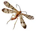 Panorpa setifera